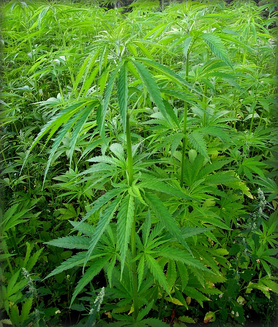 Marijuanapflanze